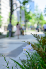 初夏の風
