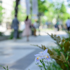 初夏の風