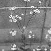 路地の脇にひっそりと
