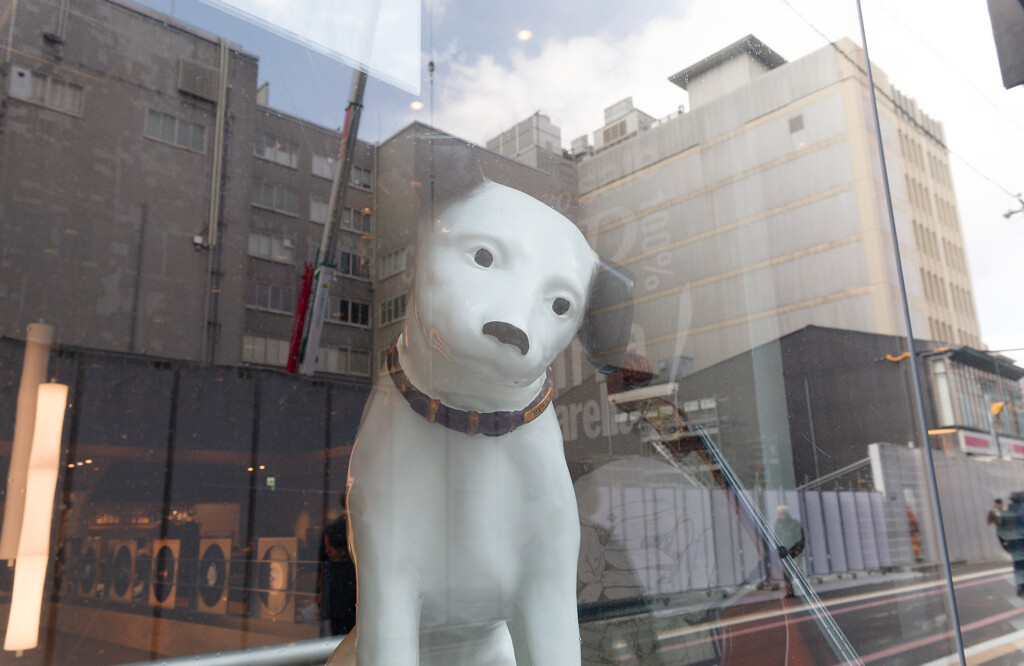 dog