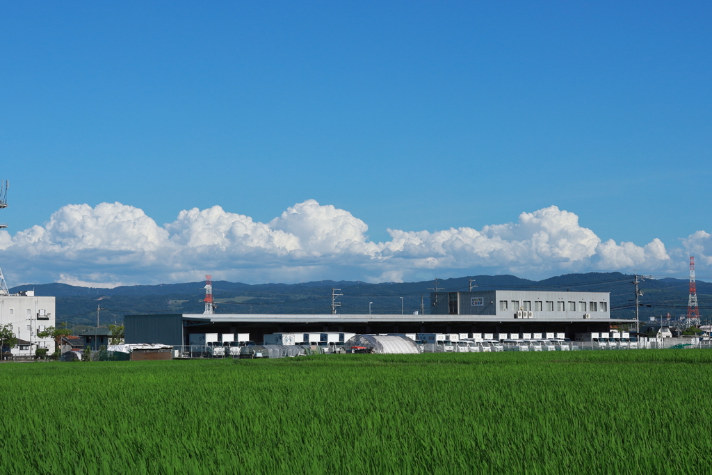 夏と田と青空と