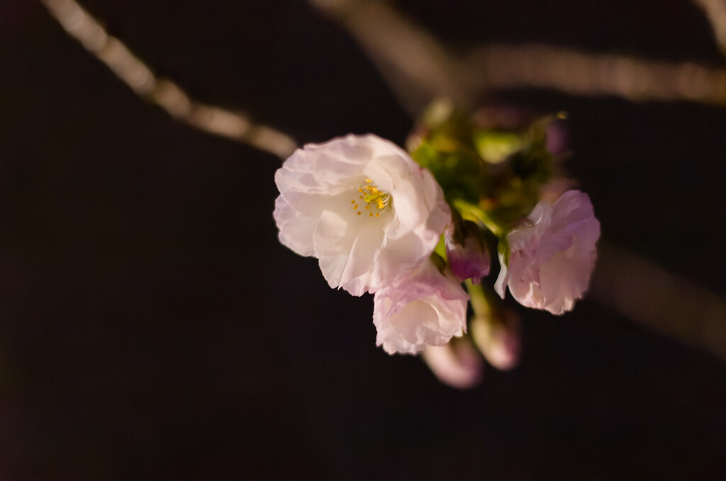 夜桜