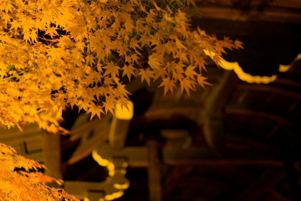 平安神宮ライトアップ