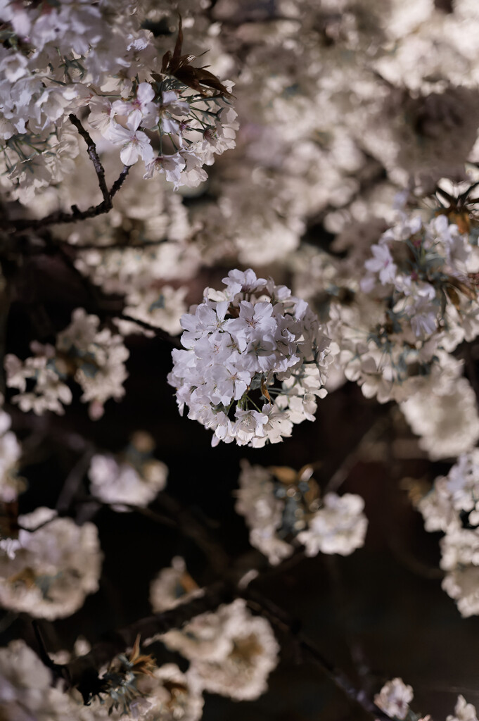夜桜