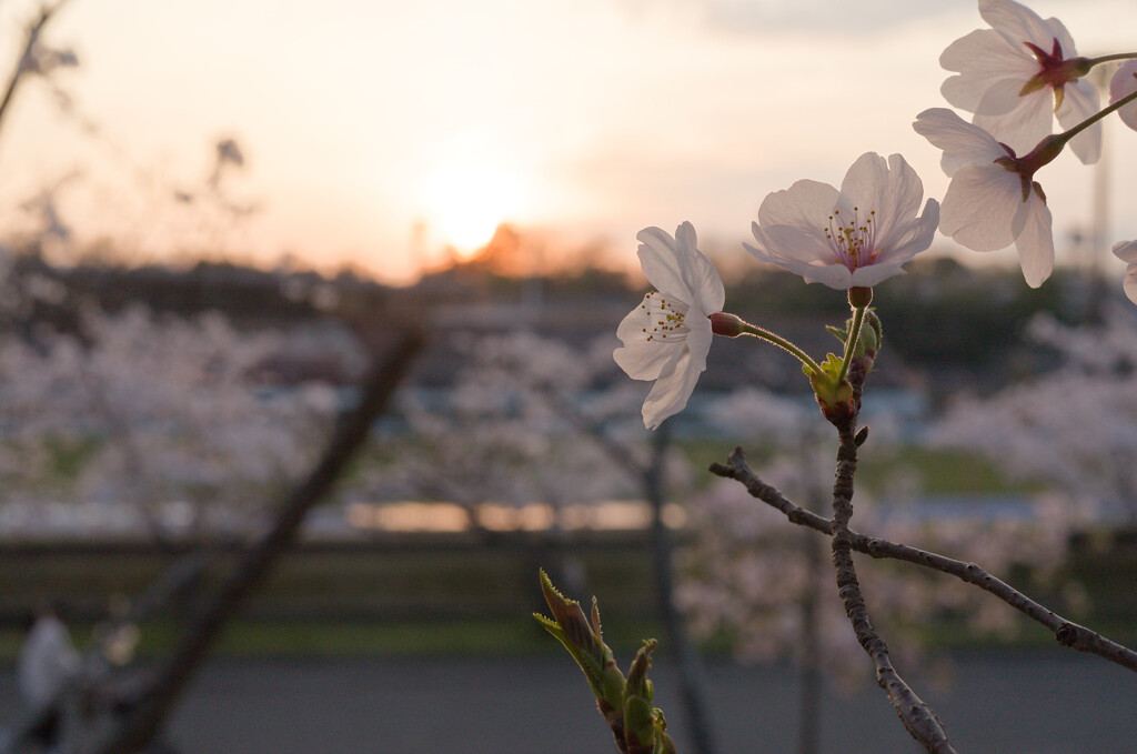 SAKURA