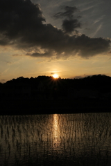 水田夕景