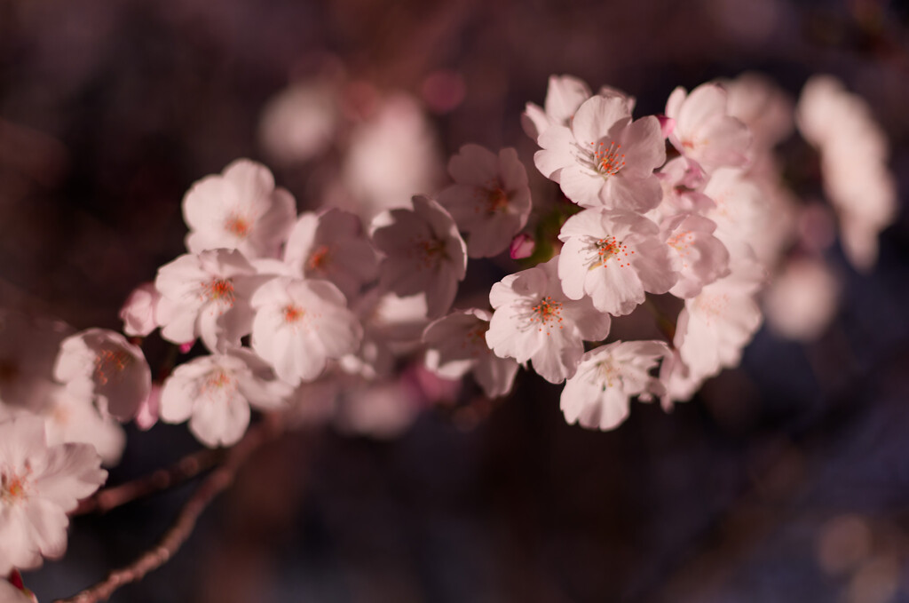 夜桜