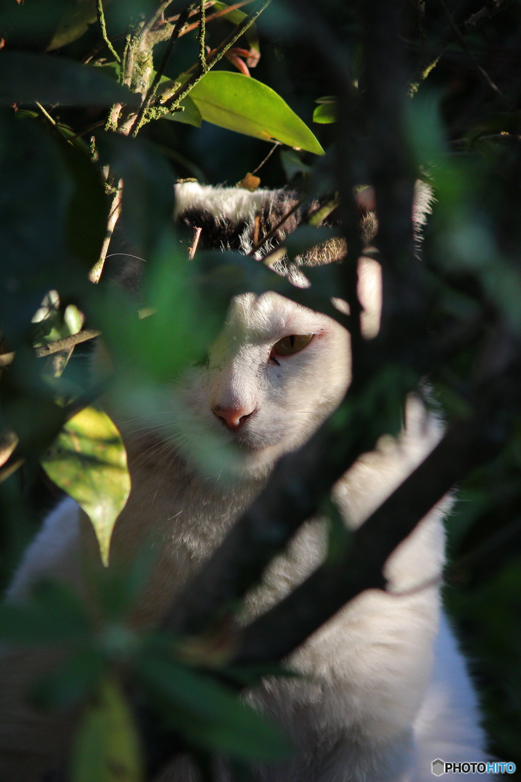 こちらが猫を覗くとき、猫もこちらを…