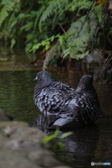 鳩の行水