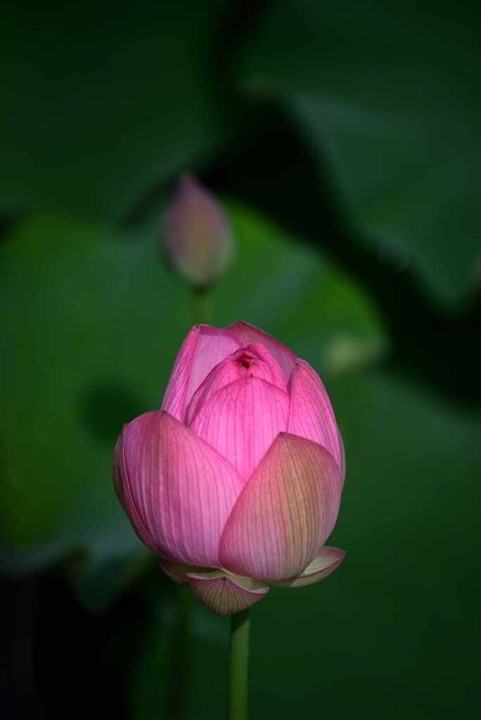 カミングスーン