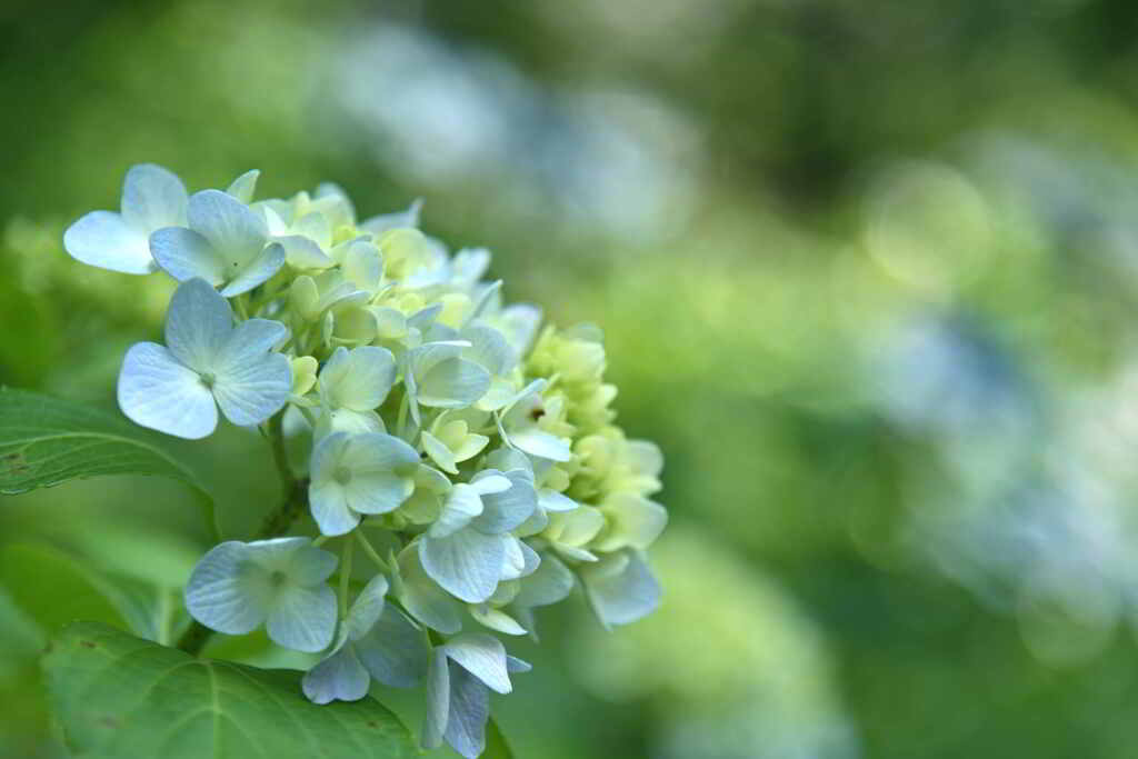 紫陽花の可愛い横顔