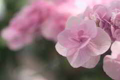 淡ピンクの紫陽花