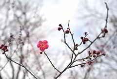 紅一輪