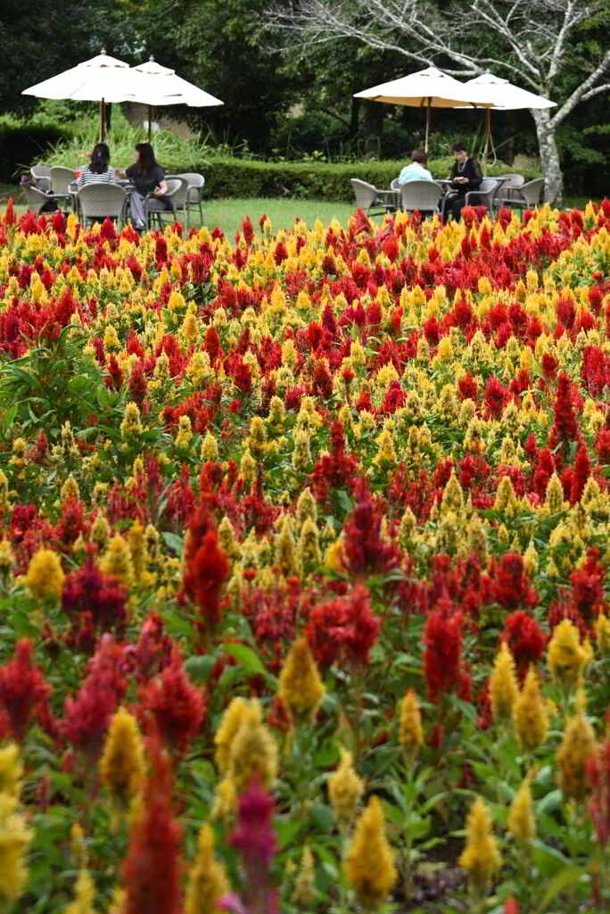 ケイトウガーデン