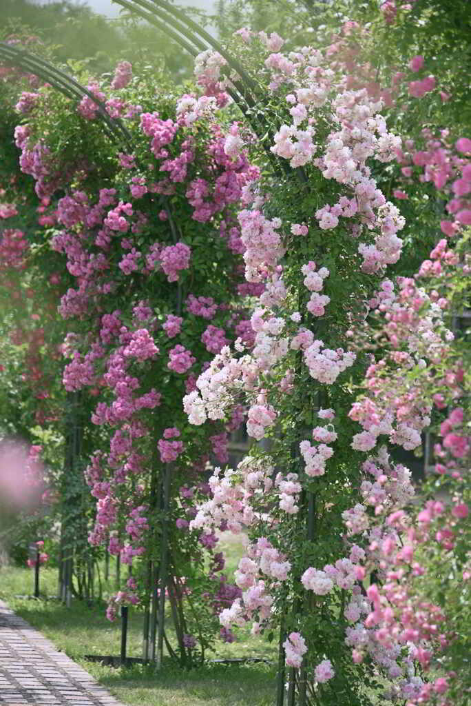 薔薇のガーデンアーチ