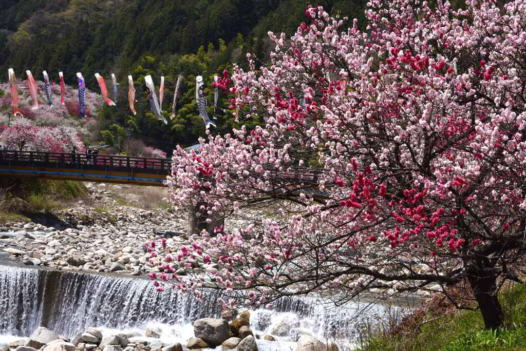川端の花桃