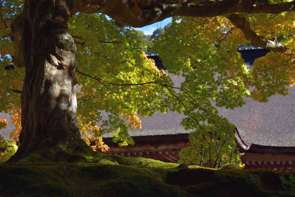紅葉の期待
