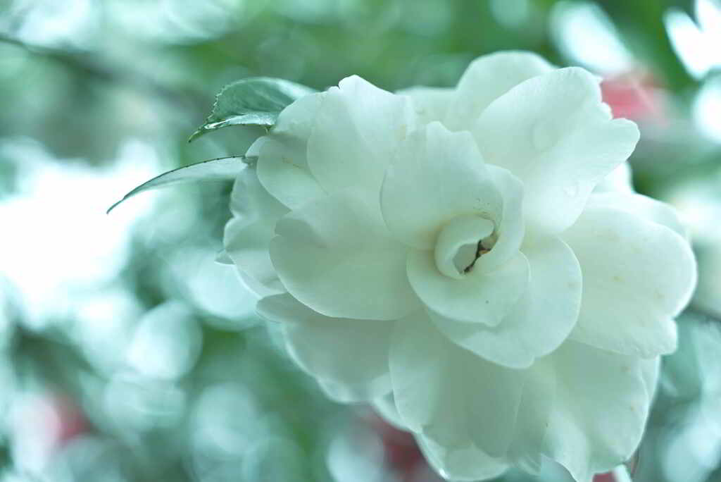 清らかに咲く