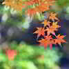 こんな紅葉