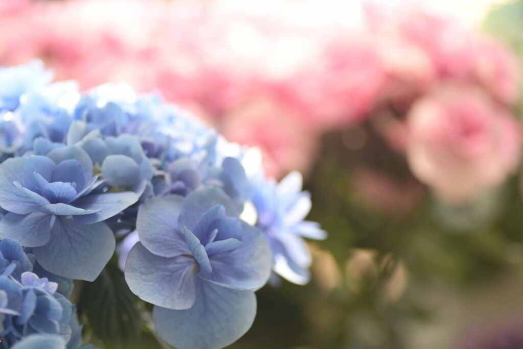 蒼い夏の夢