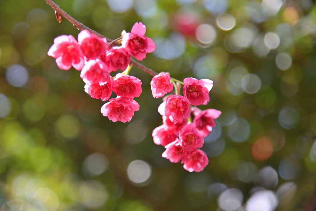 ひたむきの桜
