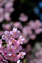 河津桜