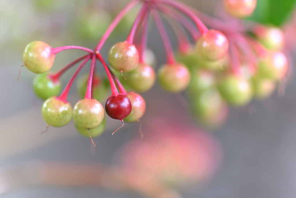 紅一点