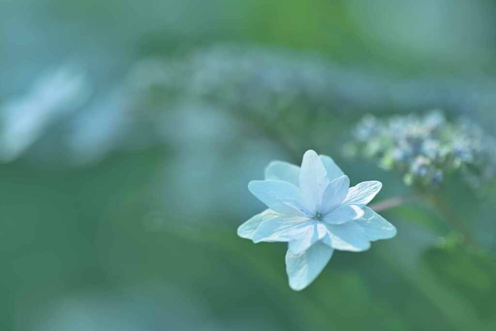 ひとりぼっちの紫陽花