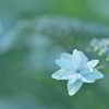 ひとりぼっちの紫陽花