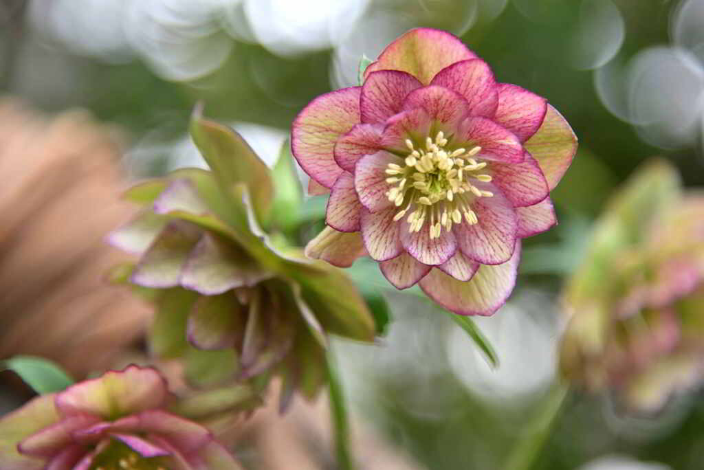 クリスマスローズ