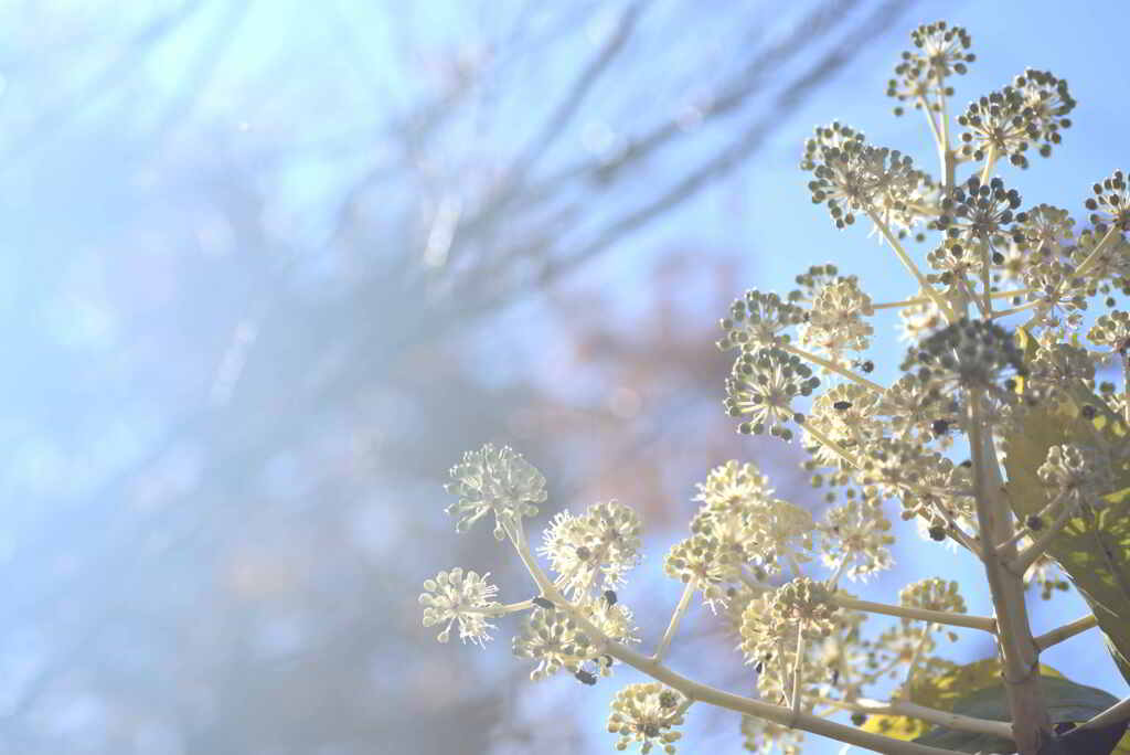 八つ手の花