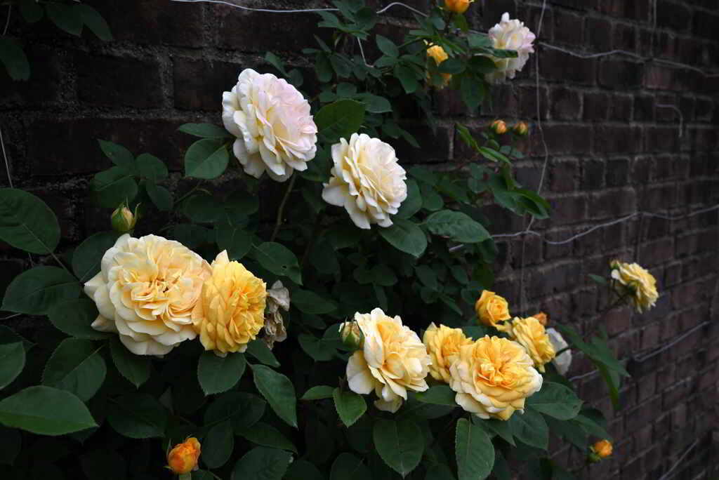 レンガに薔薇