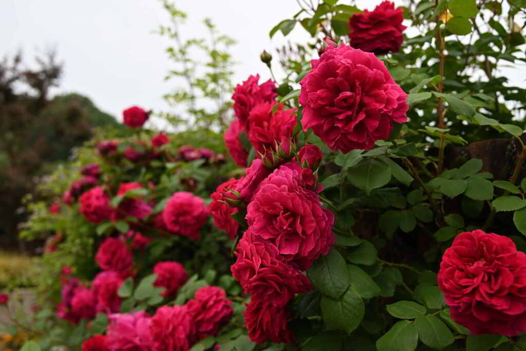 ダーバーヴィルの薔薇