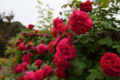 ダーバーヴィルの薔薇