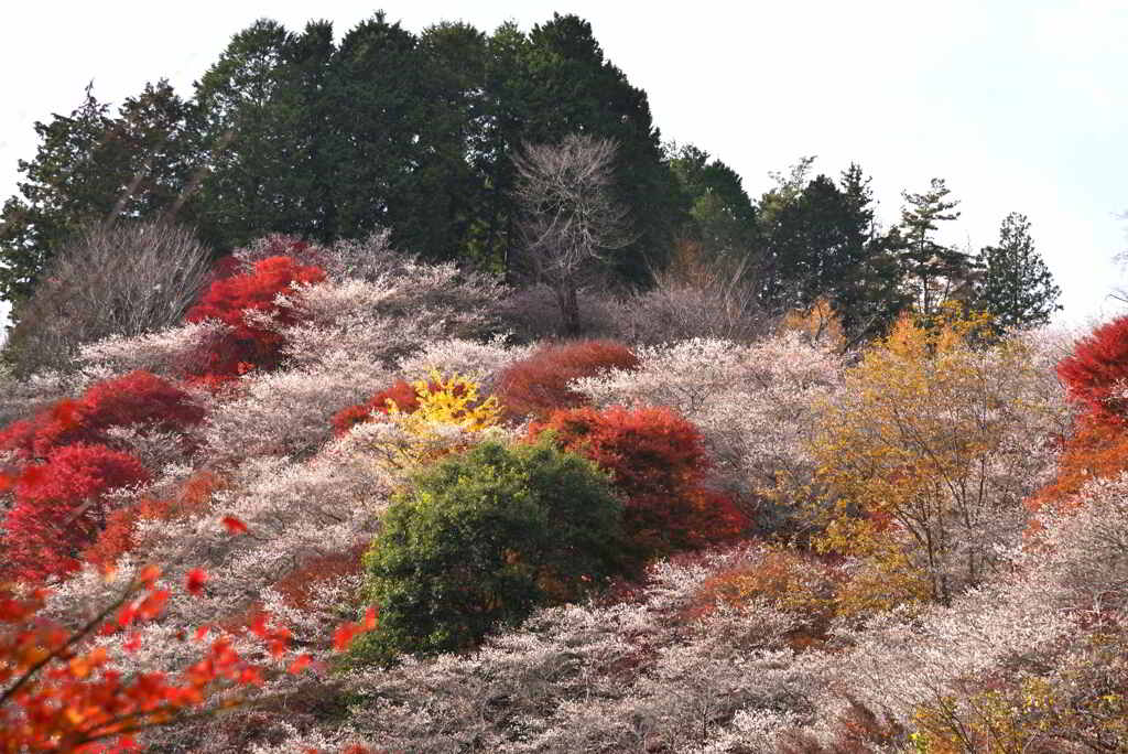 四季桜と紅葉の競演