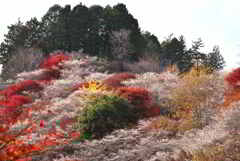 四季桜と紅葉の競演