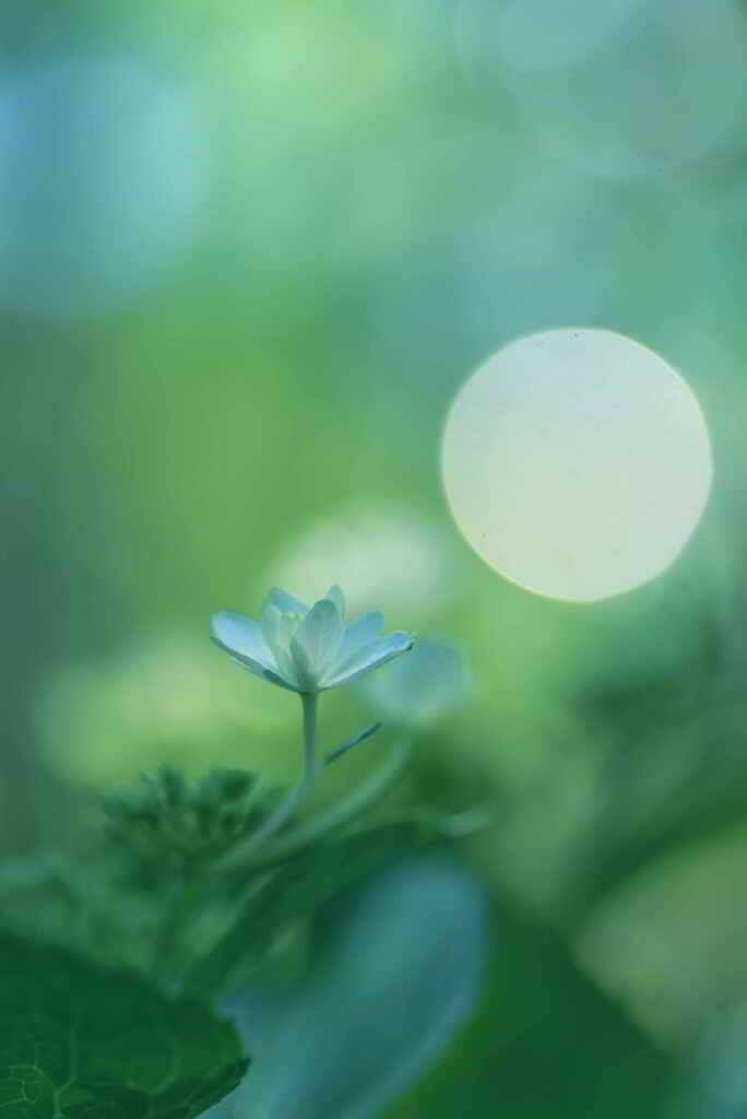 緑陰の紫陽花