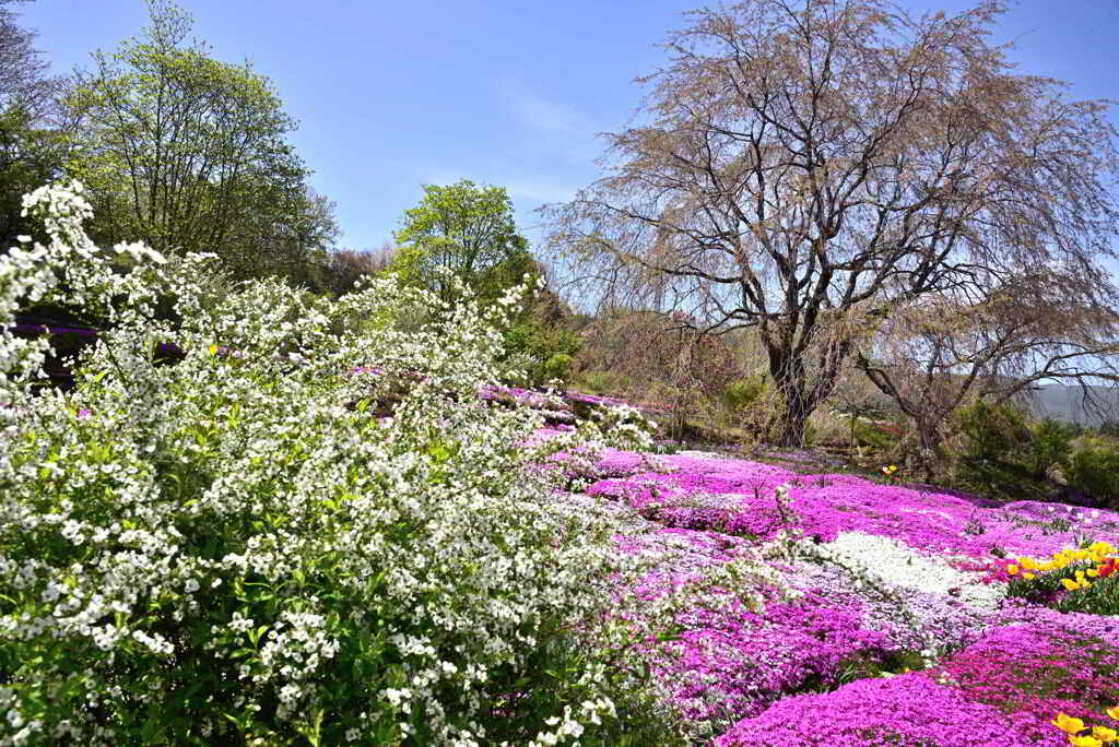 芝桜の庭