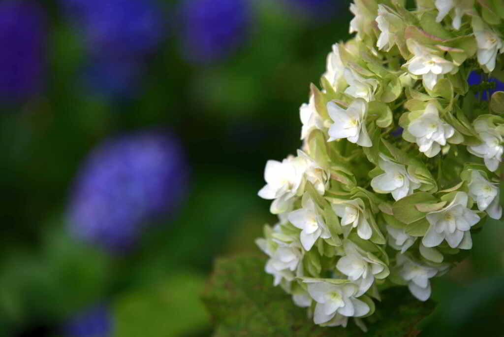 柏葉紫陽花と青いアジサイ
