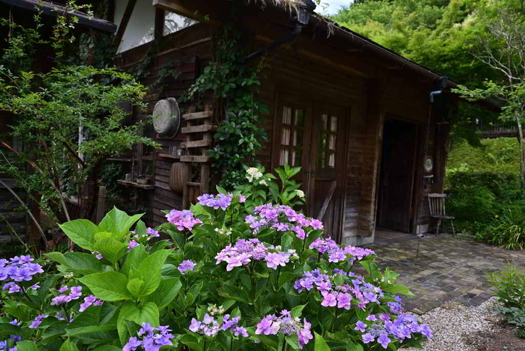 紫陽花の咲く家