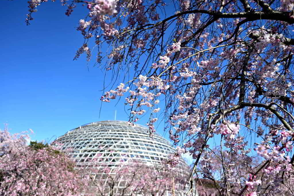 温室とシダレ桜