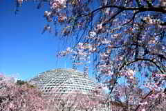 温室とシダレ桜