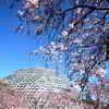 温室とシダレ桜