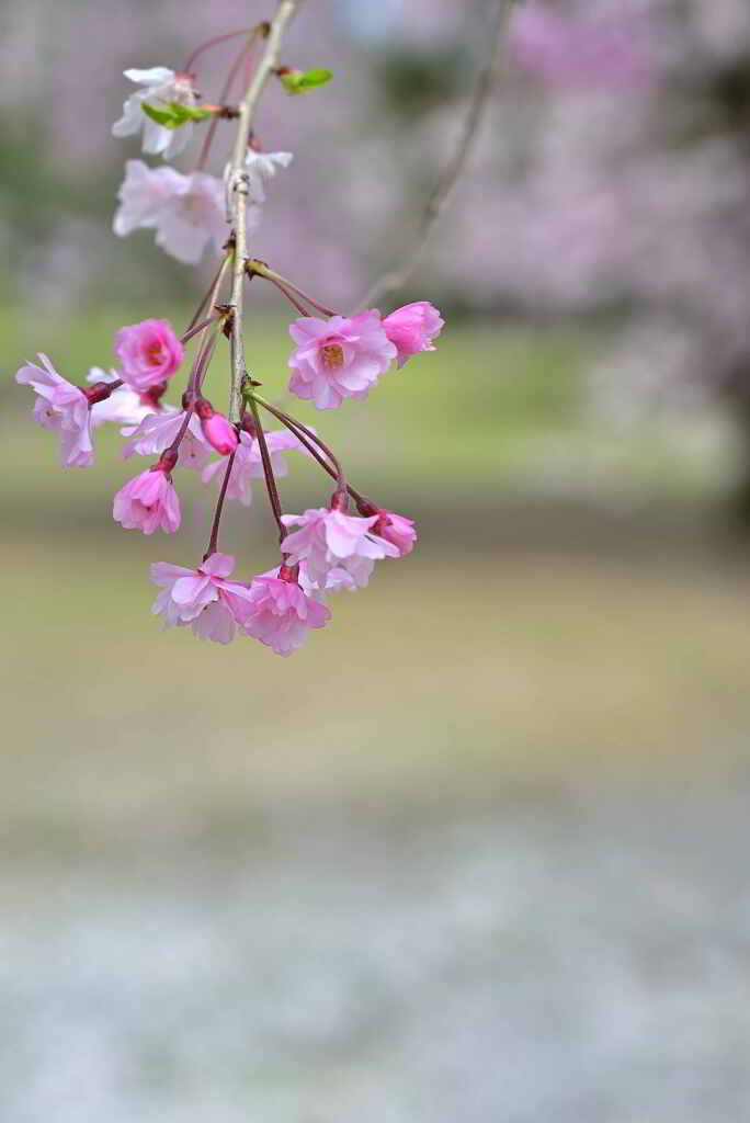 夢色のシダレ桜