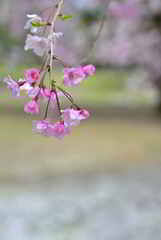 夢色のシダレ桜