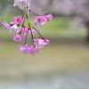 夢色のシダレ桜