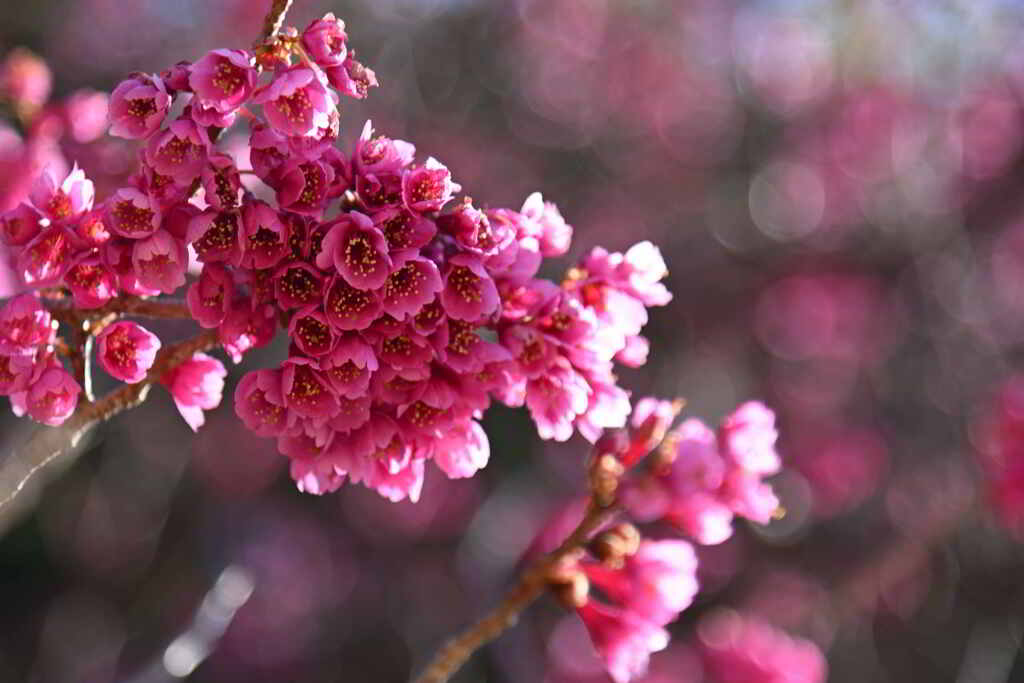 寒緋桜