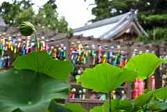 蓮と風鈴祭り