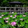 東屋と蓮