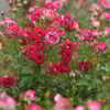 赤い薔薇たち
